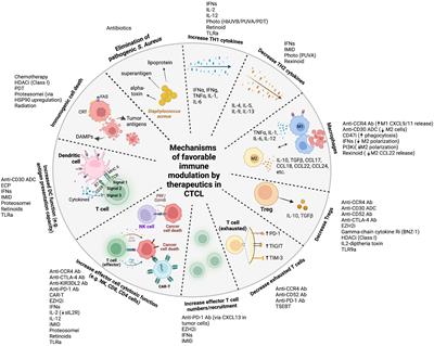 Harnessing the immune system in the treatment of cutaneous T cell lymphomas
